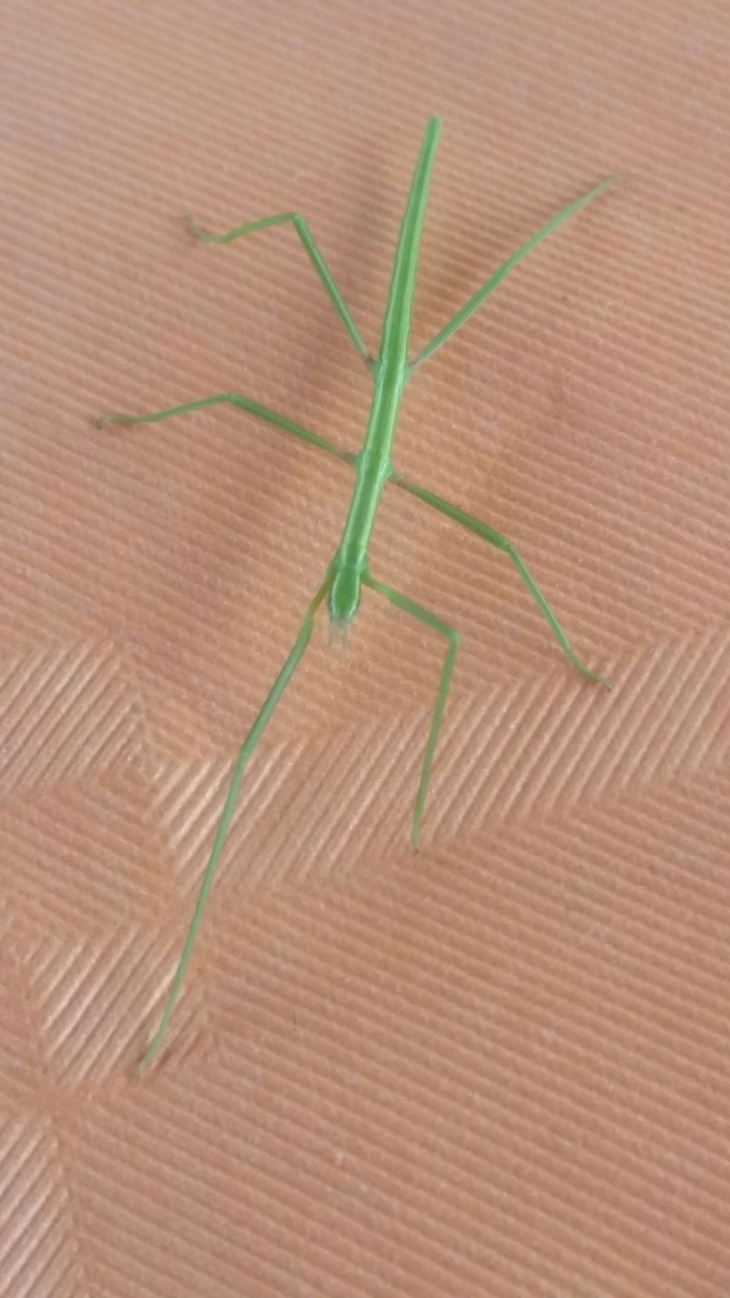 Mantide?  No, Phasmatodea: Clonopsis gallica(Bacillidae)